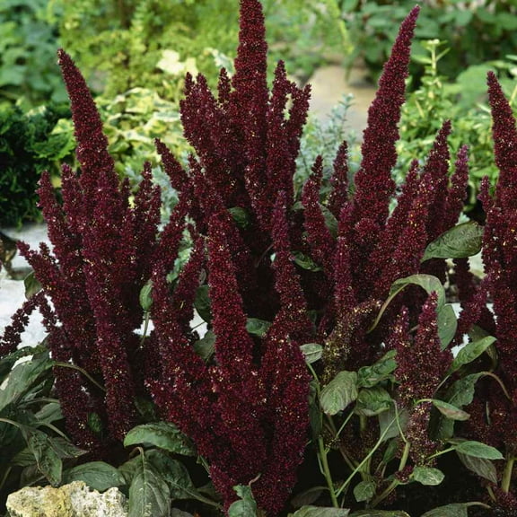 Outsidepride Amaranthus Pygmy Torch Flower Seed - 10000 Seeds