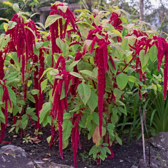 Outsidepride Amaranthus Red Flower Seed - 10000 Seeds