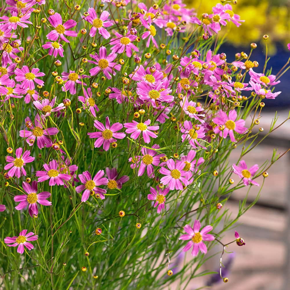 Outsidepride American Dream Pink SSF20 Coreopsis Seeds - 250 Hardy ...