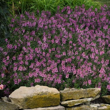 Outsidepride Angelonia Serena Lavender Flower Seed - 30 Seeds
