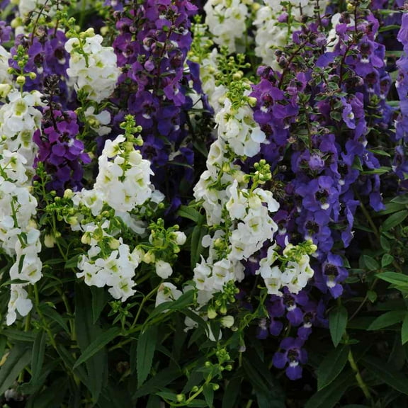 Outsidepride 30 Angelonia Serena Waterfall Mix Flower Seeds, Heat Resistant