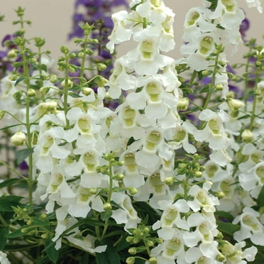 Outsidepride Angelonia Serena White Flowers Seeds - 30 Seeds