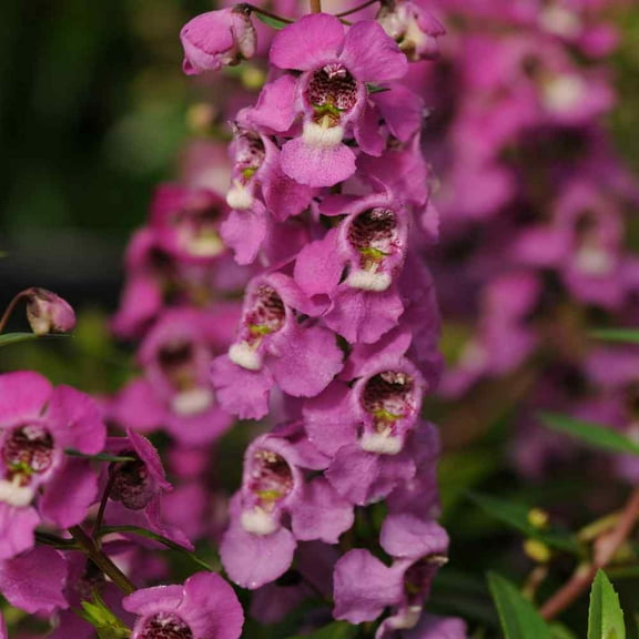 Outsidepride Angelonia Serenita Raspberry Flower Seed - 30 Seeds