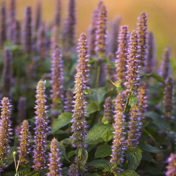 Outsidepride Anise Hyssop Blue Spike Seeds - 1000 Seeds