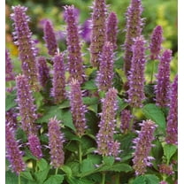 Outsidepride Anise Hyssop Herb Plant Seed - 10000 Seeds