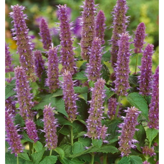 Outsidepride Anise Hyssop Herb Plant Seed - 10000 Seeds
