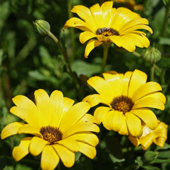 Outsidepride Annual African Daisy Yellow Flower Seed for Full Sun - 2000 Seeds
