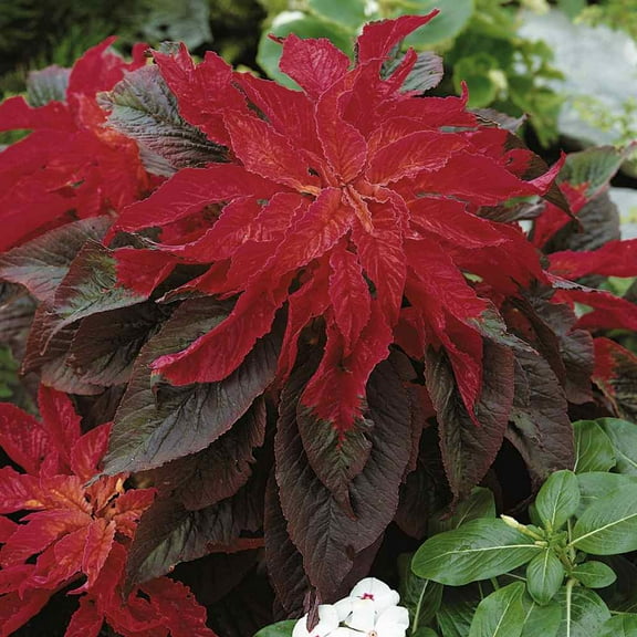 Outsidepride Annual Amaranthus Molten Fire Ornamental Plant Seed for Full Sun - 10000 Seeds