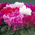 thumbnail image 1 of Outsidepride Annual Cyclamen Persicum for Partial Shade - 100 Seeds, 1 of 4