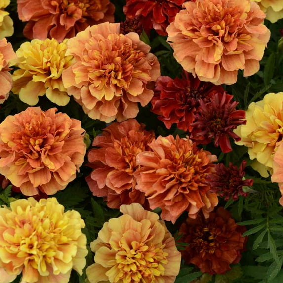Outsidepride Annual French Marigold Strawberry Blonde Flower Seeds for Full Sun - 200 Seeds