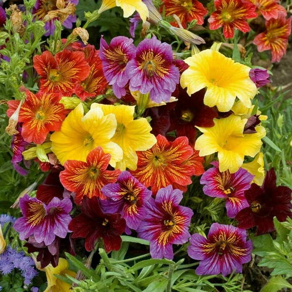 Outsidepride Annual Salpiglossis Painted Tongue For Full Sun to Partial Shade - 10000 Seeds