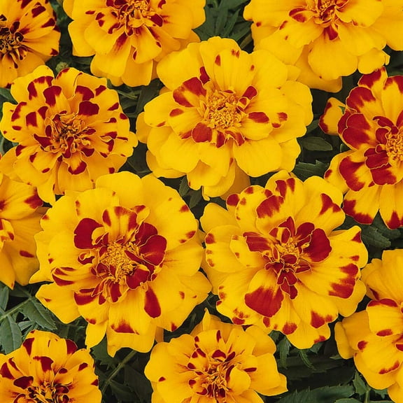 Outsidepride Annual Tagetes Patula Durango Bolero French Marigold Flower Seed for Full Sun - 500 Seeds