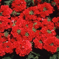 Outsidepride Annual Verbena Scarlet Ground Cover Plant Seed for Full Sun - 2000 Seeds