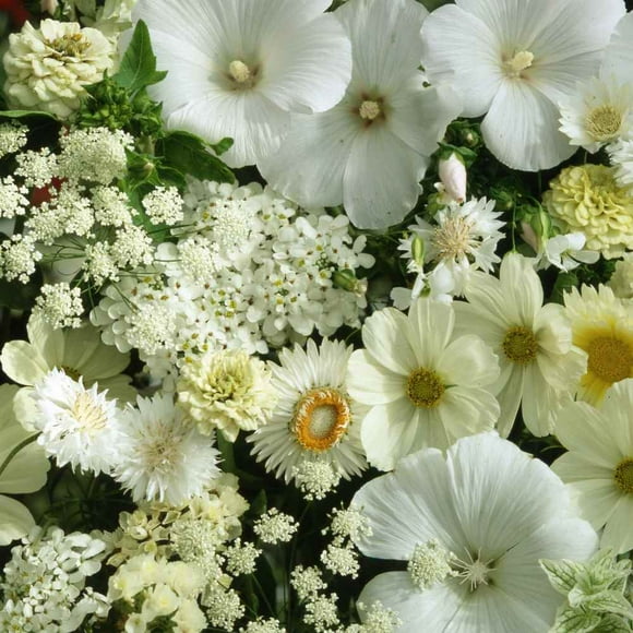 Outsidepride Annual White Wild Flower Seed Mix for Full Sun to Partial Shade - 10000 Seeds