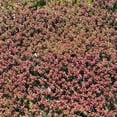 thumbnail image 1 of Outsidepride Antennaria Rubra Groundcover Seeds - 2000 seeds, 1 of 7