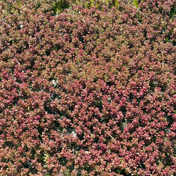 Outsidepride Antennaria Rubra Groundcover Seeds - 2000 seeds