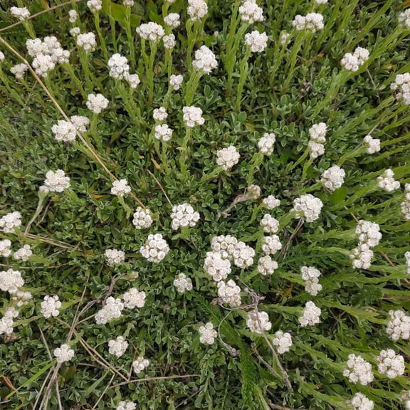Outsidepride Antennaria White Ground Cover Seeds - 2000 seeds