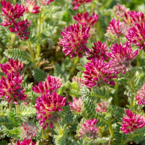 Outsidepride Anthyllis Ground Cover Seed - 100 Seeds