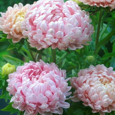Outsidepride Apricot Paeony Aster Flower Seeds - 2000 Seeds