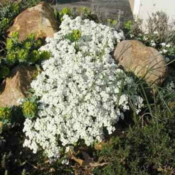 Outsidepride Arabis Snow Peak Ground Cover Seed - 10000 Seeds