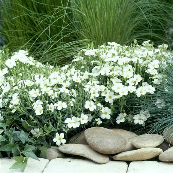 Outsidepride Arenaria Montana Ground Cover Seeds - 2000 Seeds