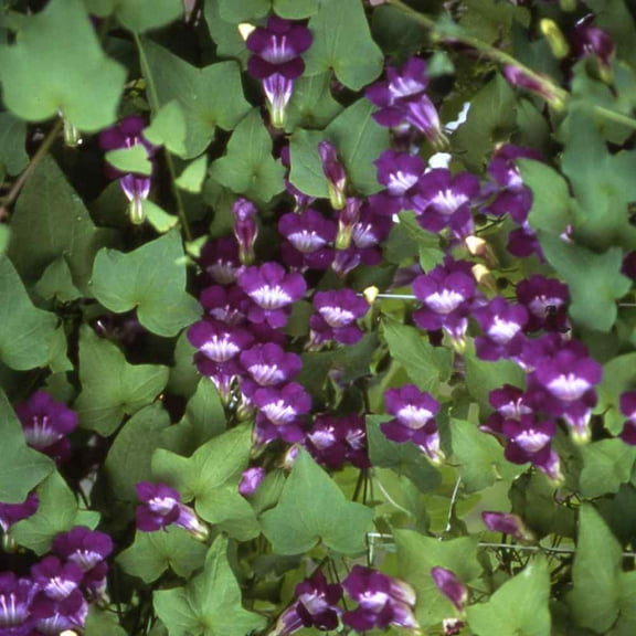 Outsidepride 200 Asarina Violet Vine Plant Seeds