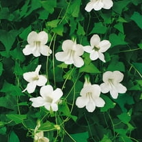 Outsidepride Asarina White Vine Plant Seed - 200 Seeds