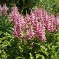 thumbnail image 1 of Outsidepride Astilbe Chinensis Goat's Beard Plant Seed - 2000 Seeds, 1 of 2