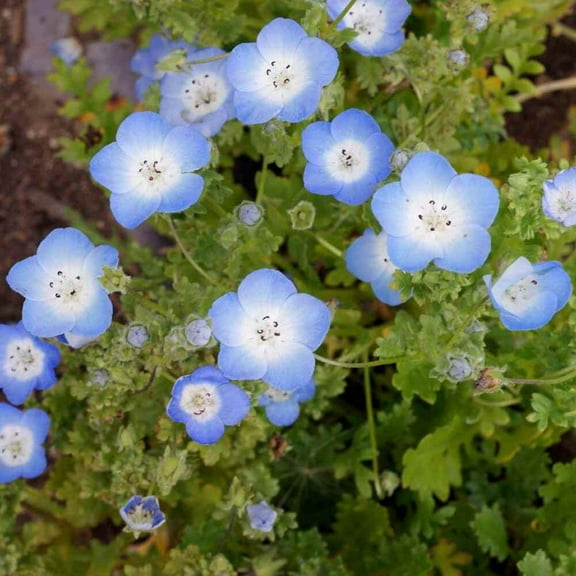 Outsidepride Baby Blue Eyes Nemophila Menziesii Flower Seed - 2000 Seeds