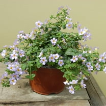 Outsidepride Bacopa Blutopia Blue Sutera Cordata Plant Seed - 20 Seeds