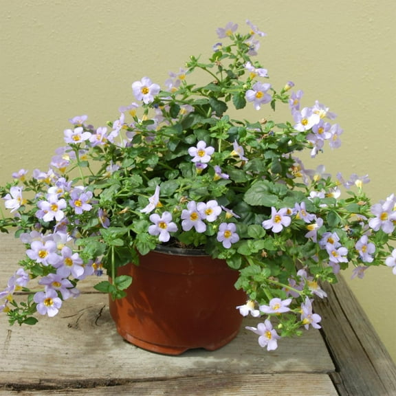 Outsidepride Bacopa Blutopia Blue Sutera Cordata Plant Seed - 20 Seeds