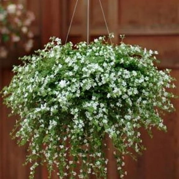 Outsidepride Bacopa Snowtopia White Sutera cordata Groundcover Seed - 40 Seeds