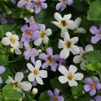 Outsidepride Bacopa Utopia Fuseables Flower Seed - 20 Seeds