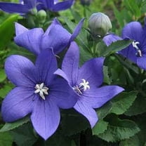 Outsidepride 2000 Balloon Flower Blue Platycodon Grandiflorus Flower Seeds, Hardy Perennial