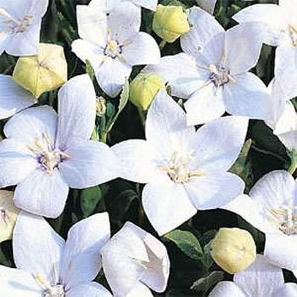 Outsidepride Balloon Flower White Platycodon Grandiflorus Plant Seed
