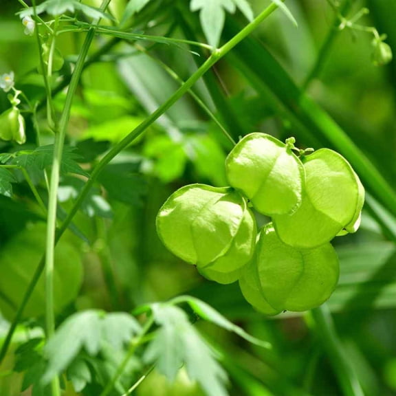 Outsidepride Balloon Vine Cardiospermum Halicacabum Plant Seed - 200 Seeds