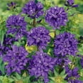 thumbnail image 1 of Outsidepride Bellflower Campanula Glomerata Superba Plant Seed - 2000 Seeds, 1 of 7
