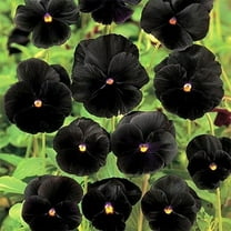 Outsidepride Biennial Black Pansy Flower Seed for Full Sun to Partial Shade - 2000 Seeds