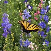 Outsidepride Birds & Butterfly Wild Flower Seed Mix - 1/4 LB Plant Seeds, Attracts Songbirds