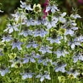 thumbnail image 1 of Outsidepride Black Cumin Seeds, Nigella Sativa, Culinary Herb, 2000 Count, 1 of 2
