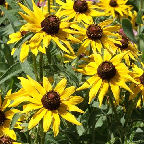 Outsidepride Black Eyed Susan Rudbeckia Seeds MVR1- 1 Easy to Grow & Self-Seeding Flower Seeds for Planting Golden Yellow Blooms, for Low Maintenance Pollinator Gardens & Erosion Control