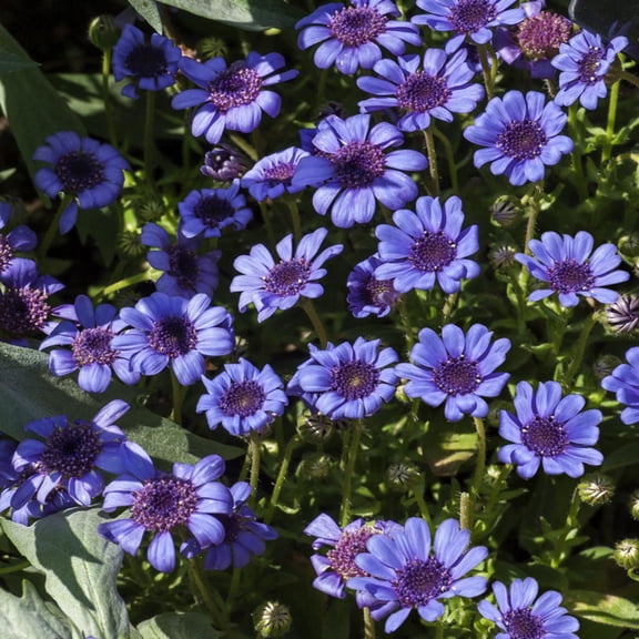Outsidepride Blue Daisy Flower Seeds - 2000 Seeds