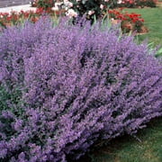 Outsidepride Blue Nepeta Catmint Herb Plant Flower Seed - 2000 Seeds