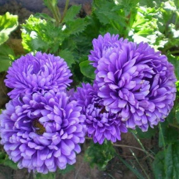 Outsidepride Blue Paeony Aster Flower Seed - 2000 Seeds