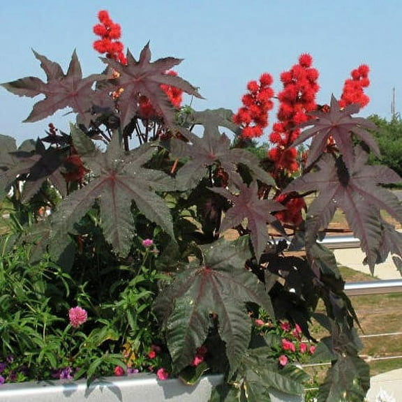 Outsidepride Bright Red Ricinus Communis Castor Bean Seeds - 30 Seeds