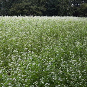Outsidepride Buckwheat Seeds - 5lbs Annual, Fast-Growing, Easy to Grow Buckwheat Cover Crop Seeds for Green Manure, Bee Pasture & Pollinators, Wildlife Habitat, Soil Improvement, and Erosion Control