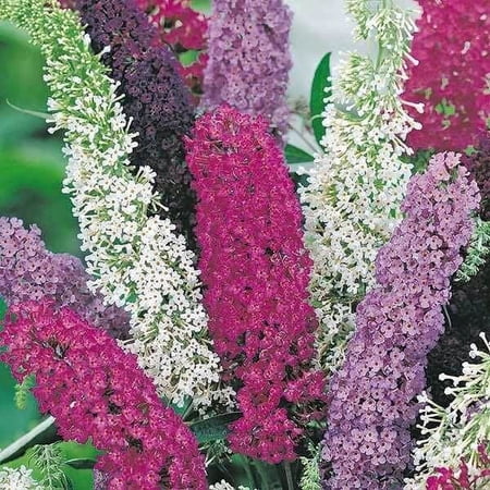 Outsidepride Butterfly Bush Plant Flower Seed Mix - 200 Seeds