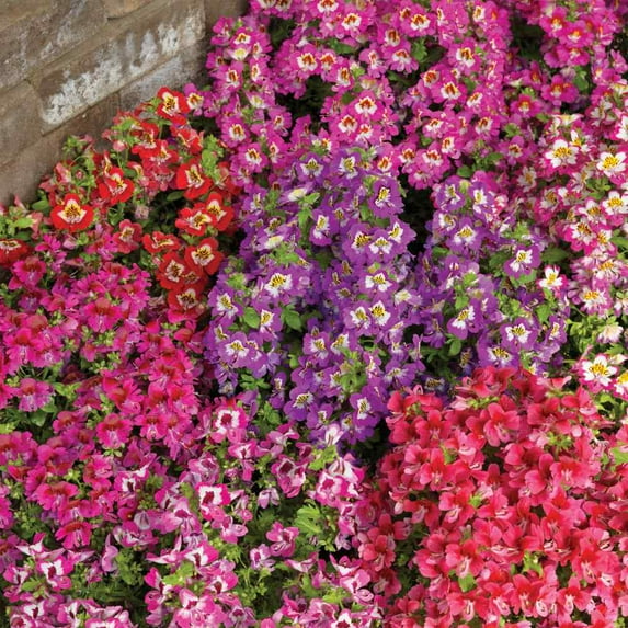 Outsidepride Butterfly Flower Schizanthus Angel Wings Seed Mix - 10000 Seeds