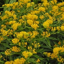 Outsidepride Butterfly Weed Asclepias Tuberosa Hello Yellow Plant Seed - 100 Seeds