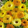 thumbnail image 1 of Outsidepride Calendula Flower Seed Mix - 0.25 LB, 1 of 3
